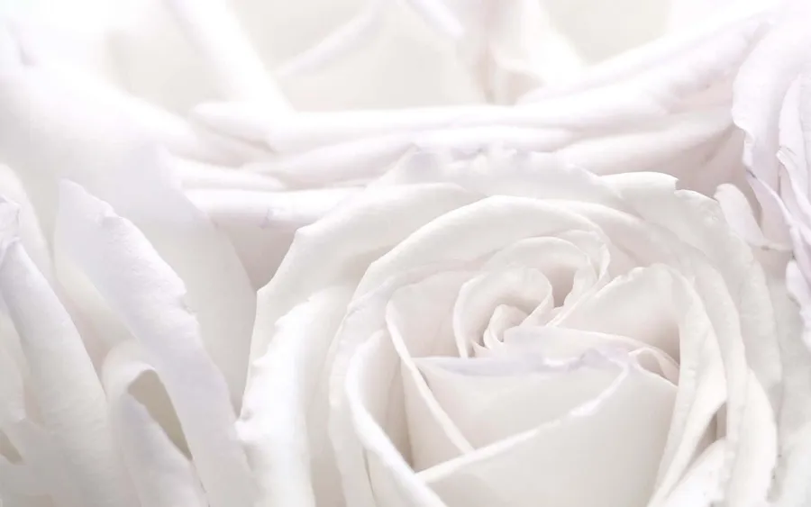 White Rose Background Wallpapers