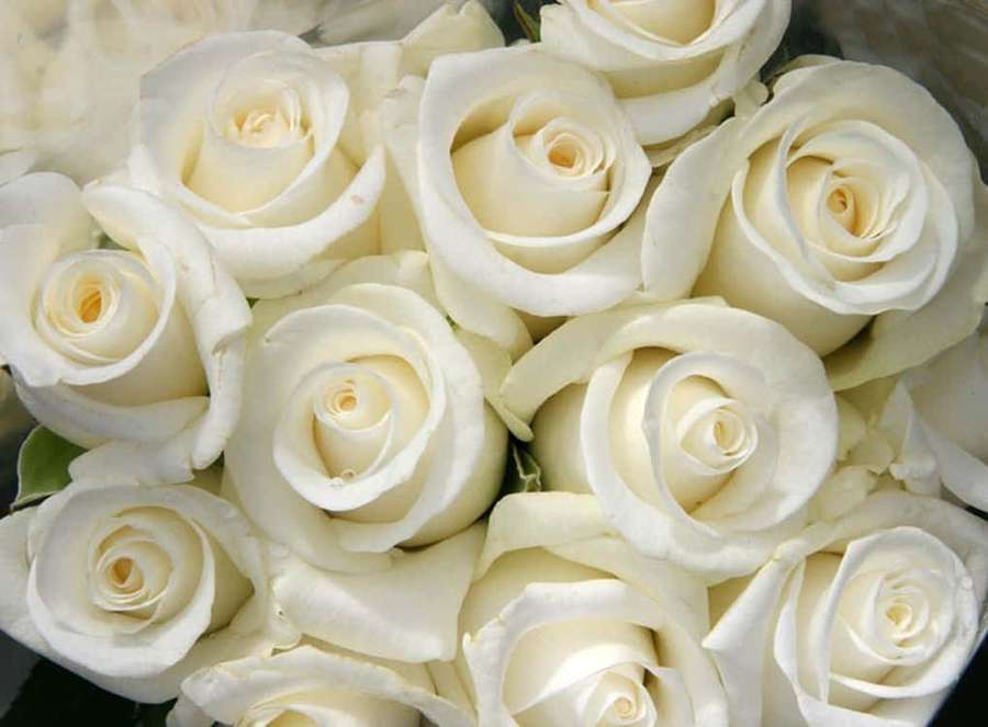 A bouquet of creamy white roses with soft petals and green leaves. — White Rose Background
