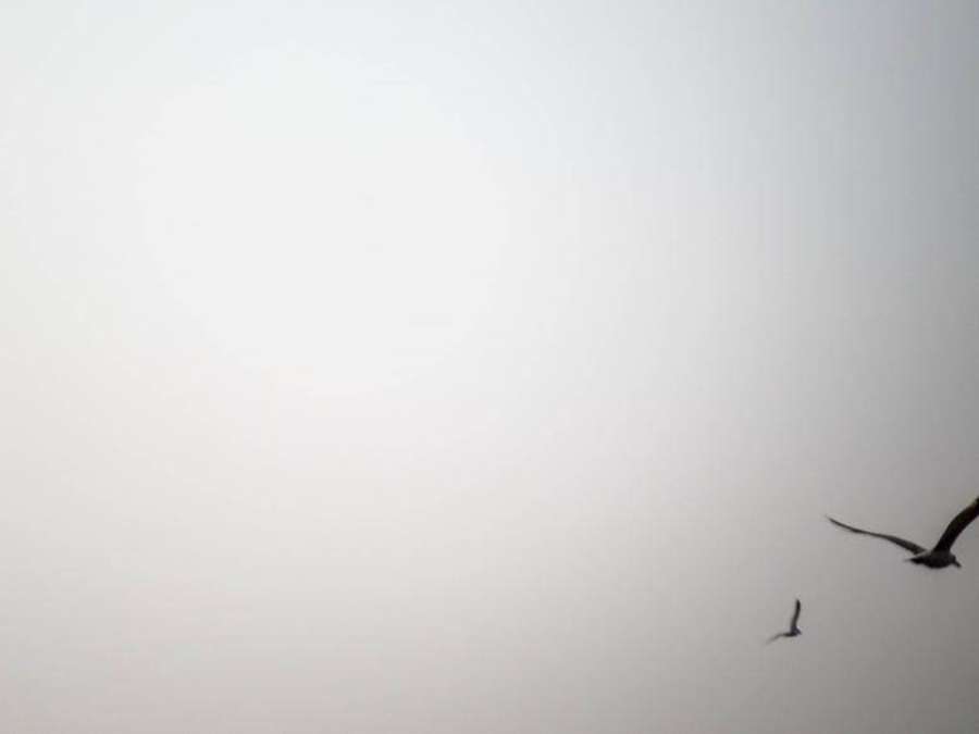 Two birds flying in a foggy sky with a bright sun halo. — White Screen Wallpaper