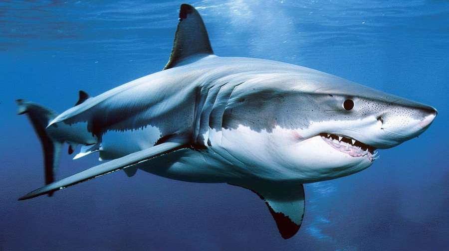 Stor hvid haj svømmer i dybt blåt hav — White Shark Wallpapers