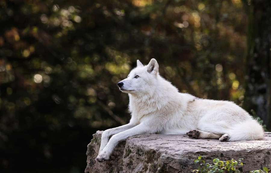 White wolf lounging on a forest rock, alert and calm in autumn woods. — White Wolf Wallpaper