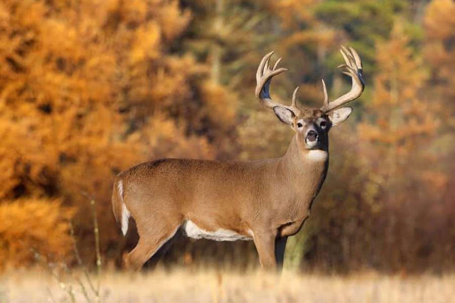 A large buck with impressive antlers stands in a field during autumn. — Whitetail Deer Wallpaper