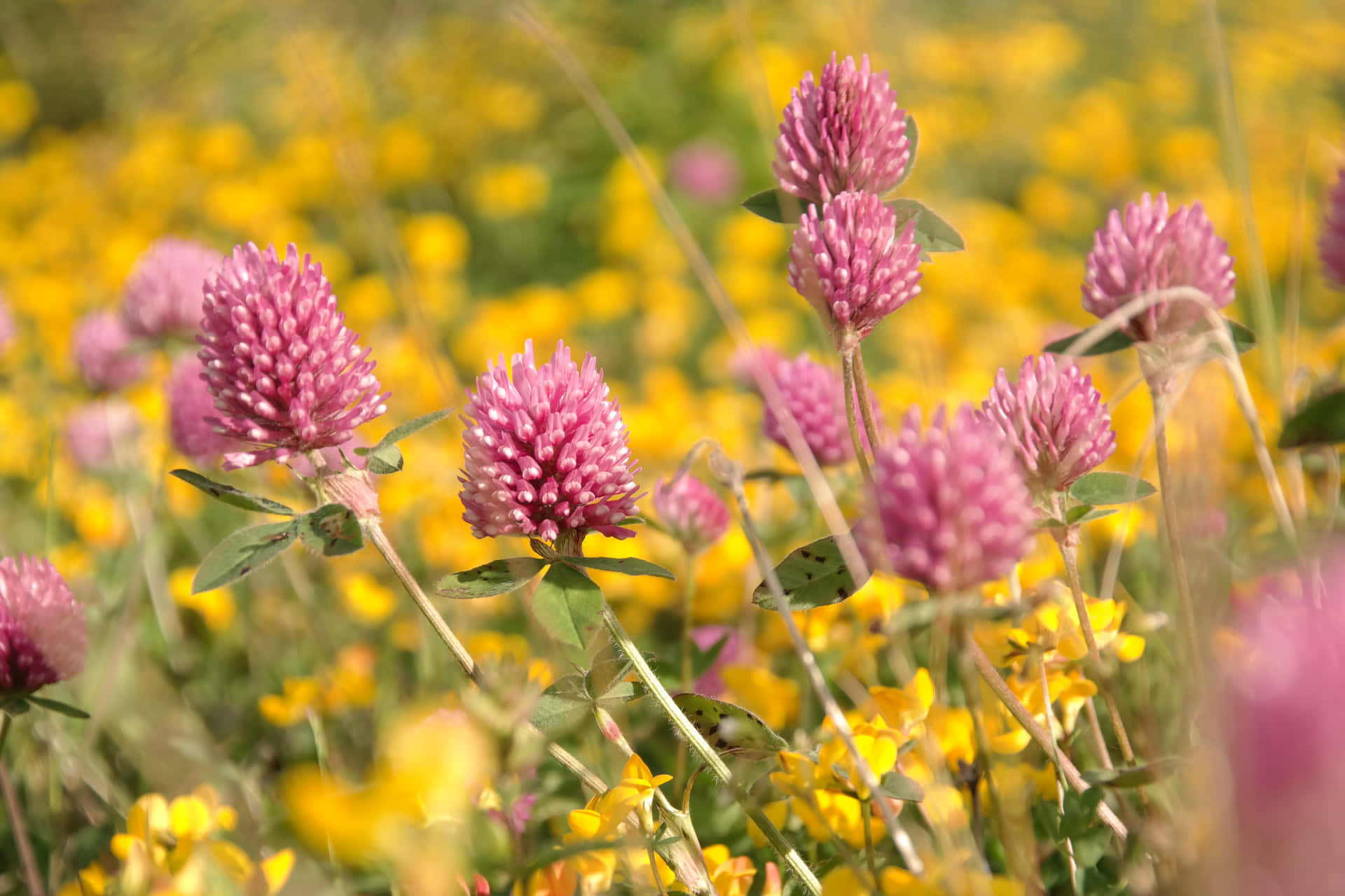 Wilde Bloemen Achtergrond