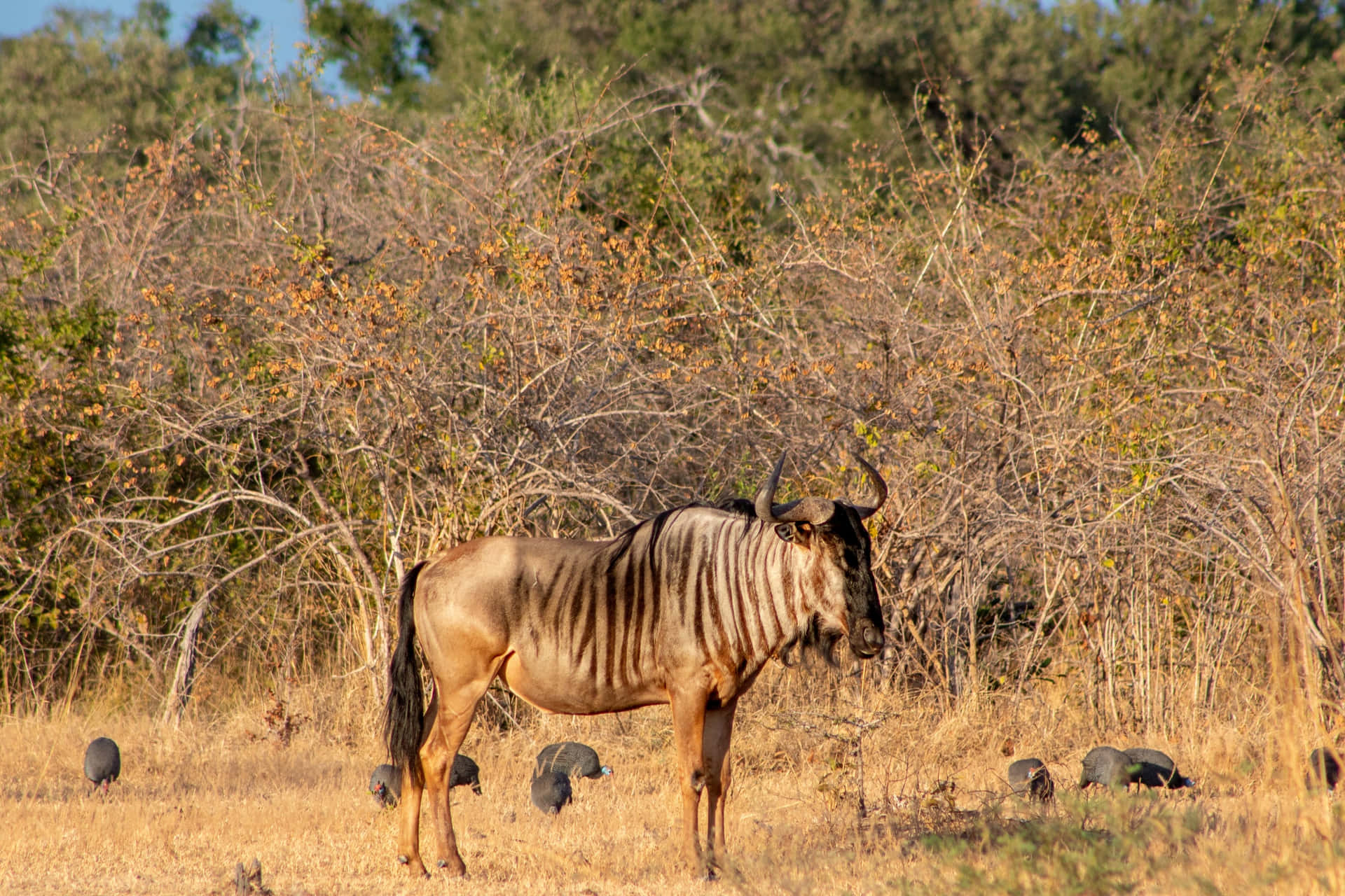 Wildebeest Achtergrond