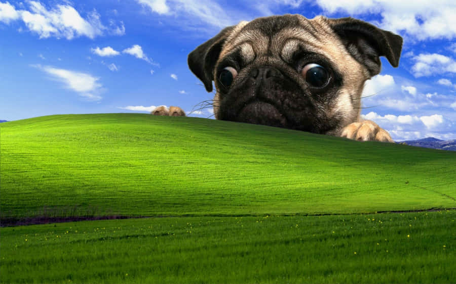 Ein Mops, der über einen grünen Hügel unter einem blauen Himmel mit Wolken lugt. — Windows Xp Bilder