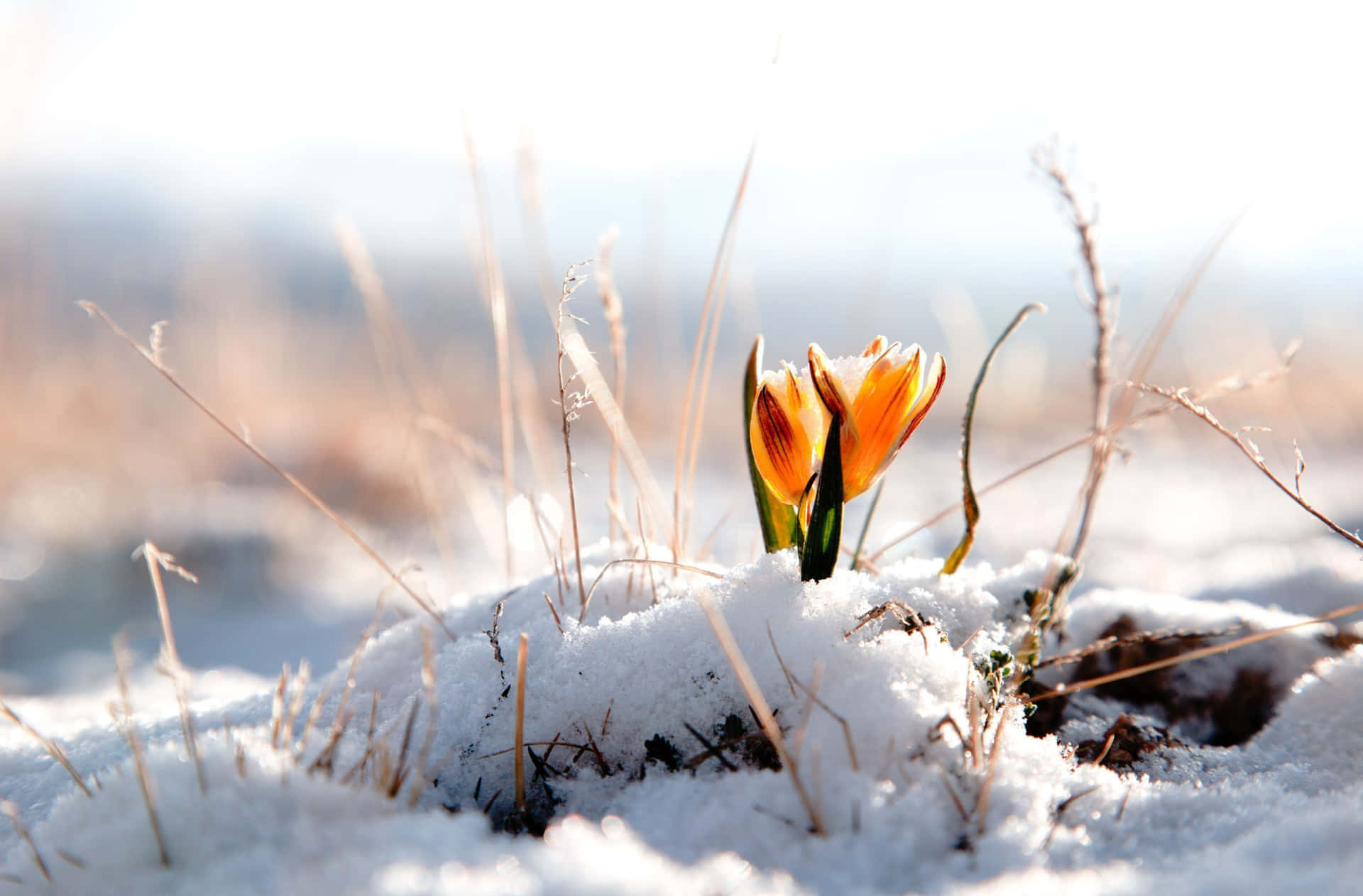 Winter Bloemen Achtergrond