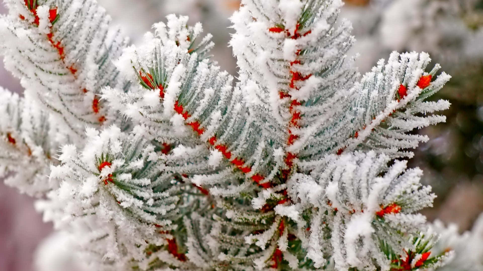 Winter Bomen Achtergrond