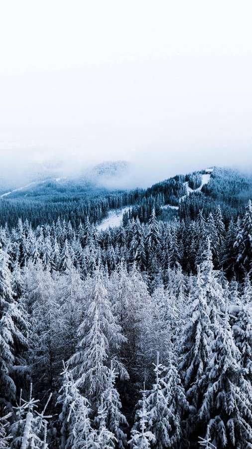 Snow-covered pine trees in a winter forest with misty mountains in the background. — Winter Forest Phone Wallpaper