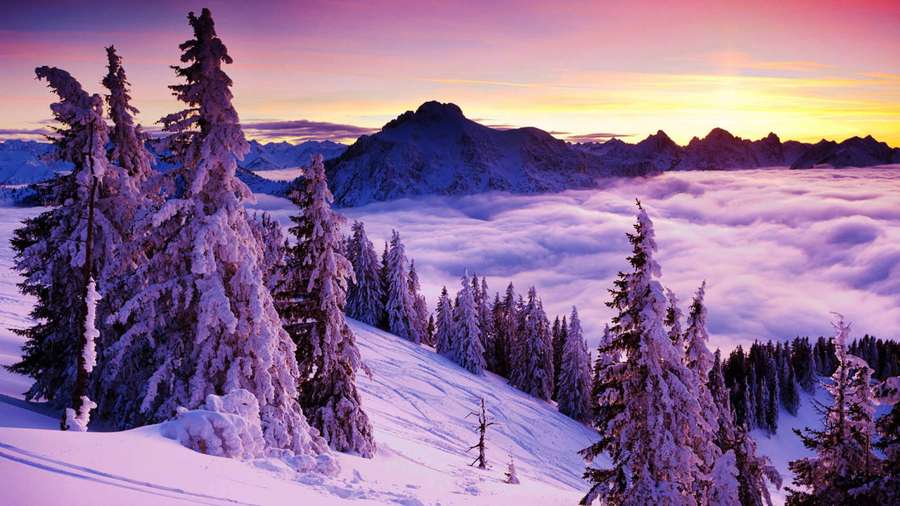Snowy pine trees on a mountain ridge above sea of clouds at sunrise. — Winter Scene Wallpaper