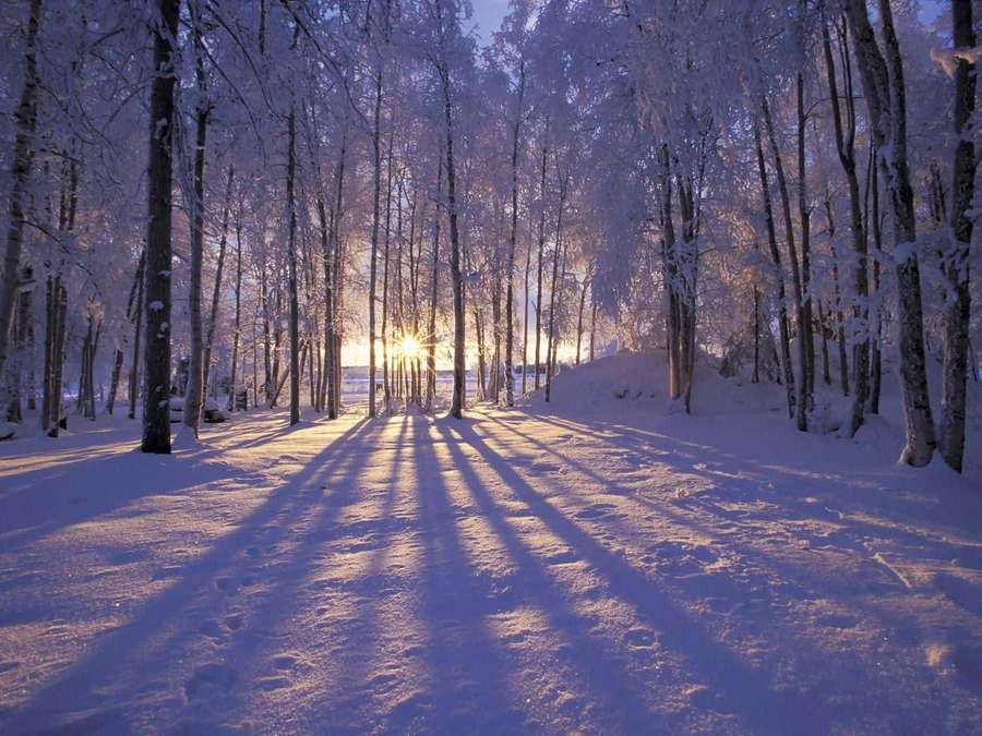 La luce del sole filtra attraverso alberi carichi di neve proiettando lunghe ombre su un sentiero della foresta invernale. — Winter Sfondi