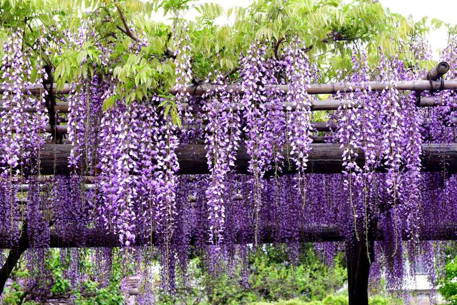 Lila Glyzinienblüten hängen von einem hölzernen Spalier in einem Garten. — Wisteria Wallpaper