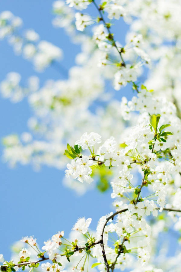 Witte Bloemen Achtergrond