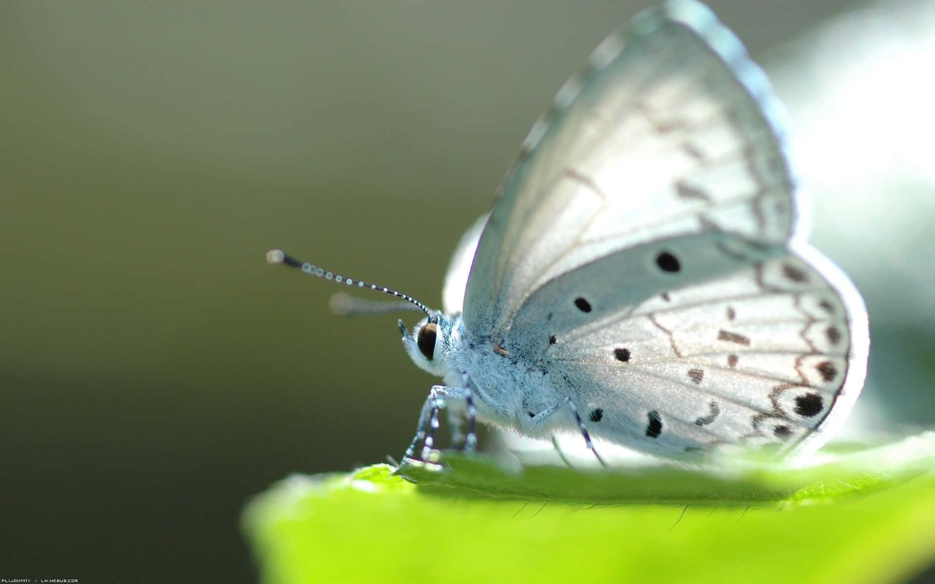 Witte Vlinder Achtergrond