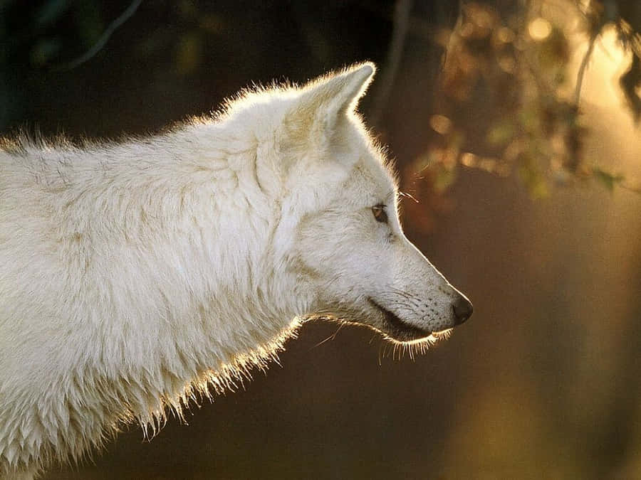 Witte Wolf Achtergrond