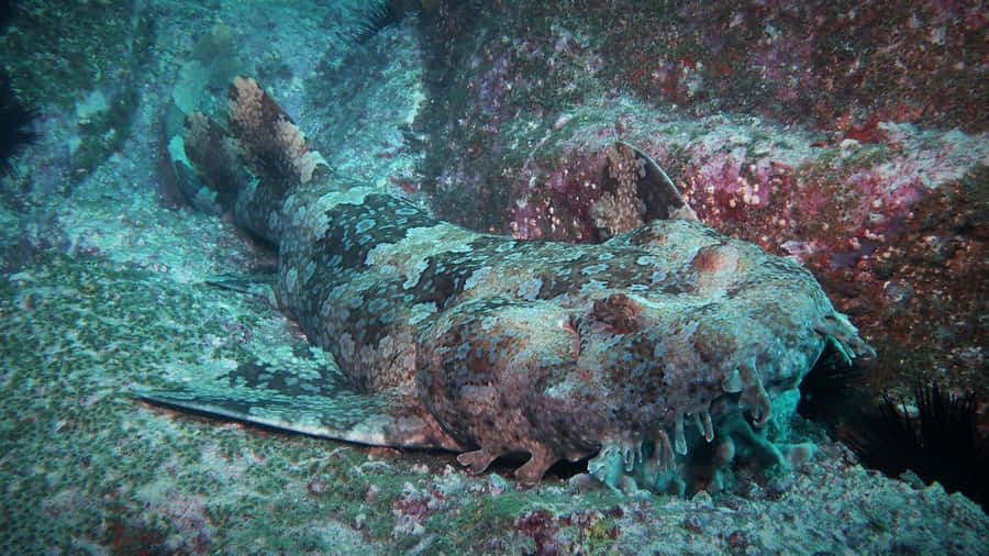 Wobbegong Wallpaper