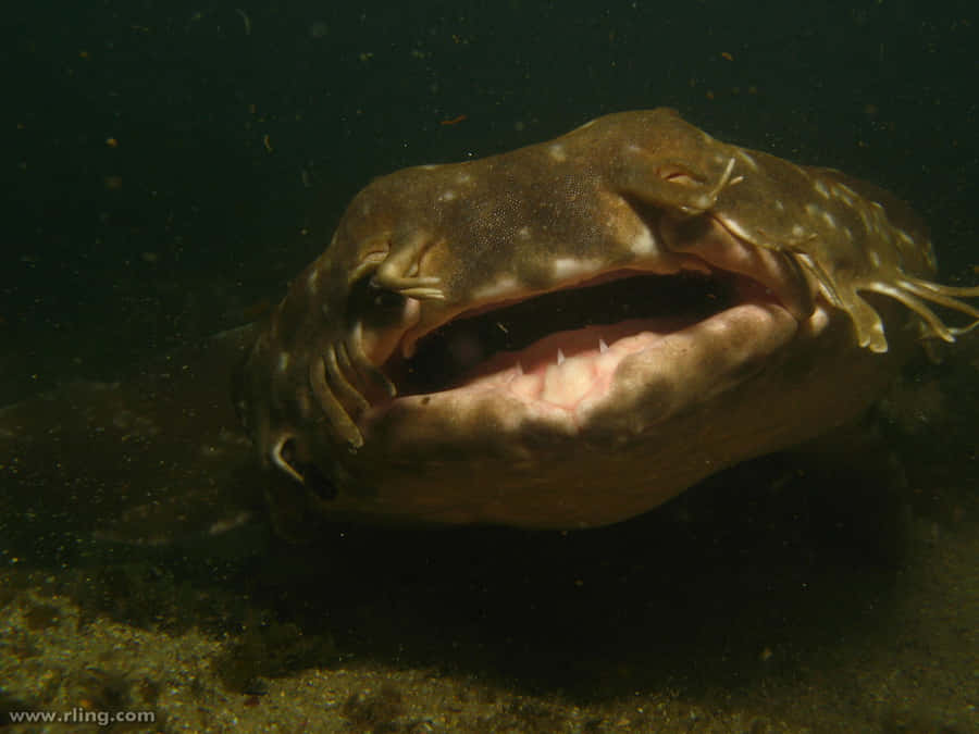 Wobbegong Fond d'écran