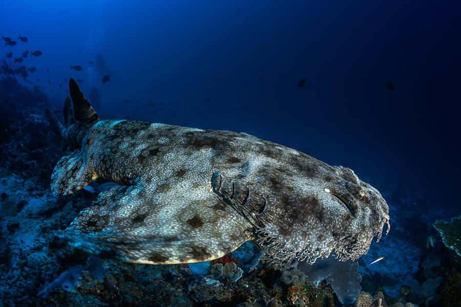 Wobbegong Achtergrond