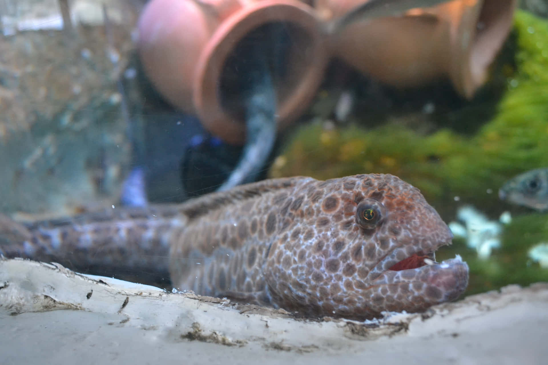 Wolf Eel Achtergrond