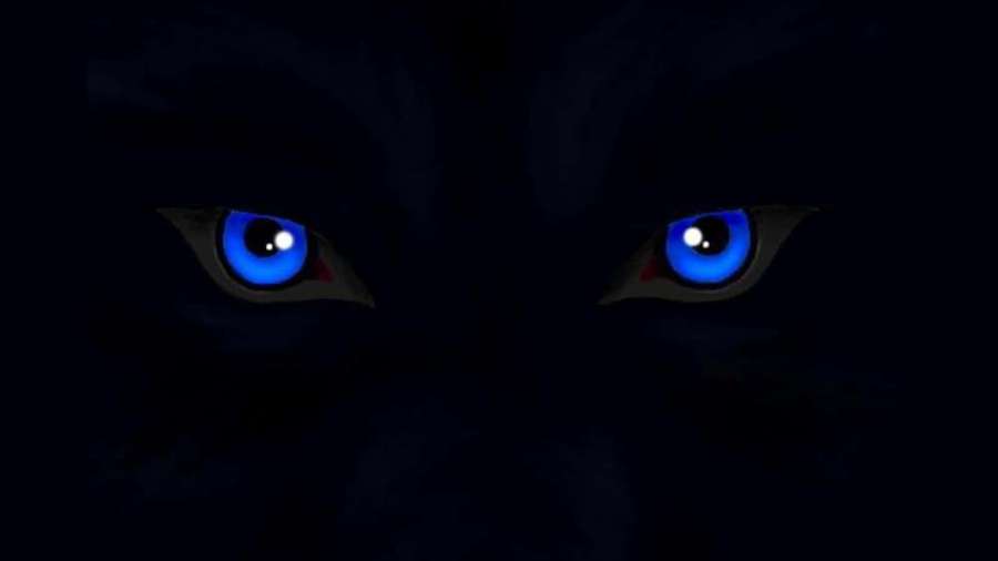 A dark cat's glowing blue eyes stare intensely in the night. — Wolf Eyes Wallpaper