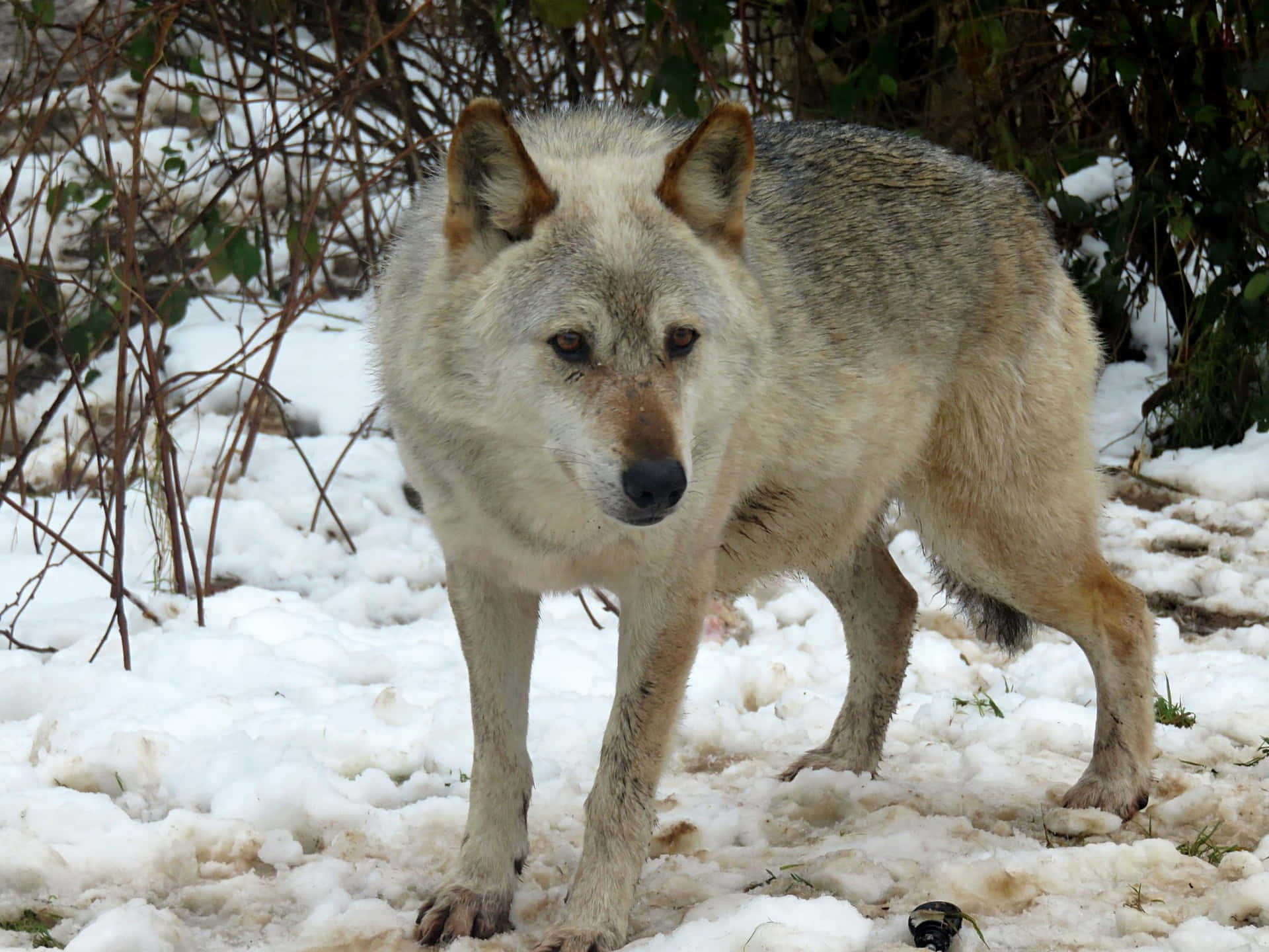 Wolf In Forest Achtergrond