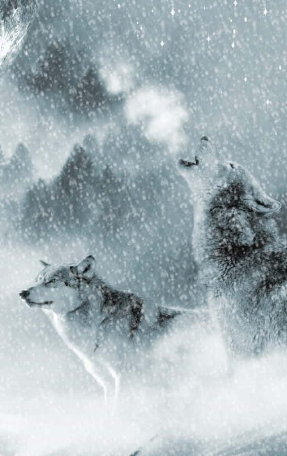 Wolf In Snow Achtergrond