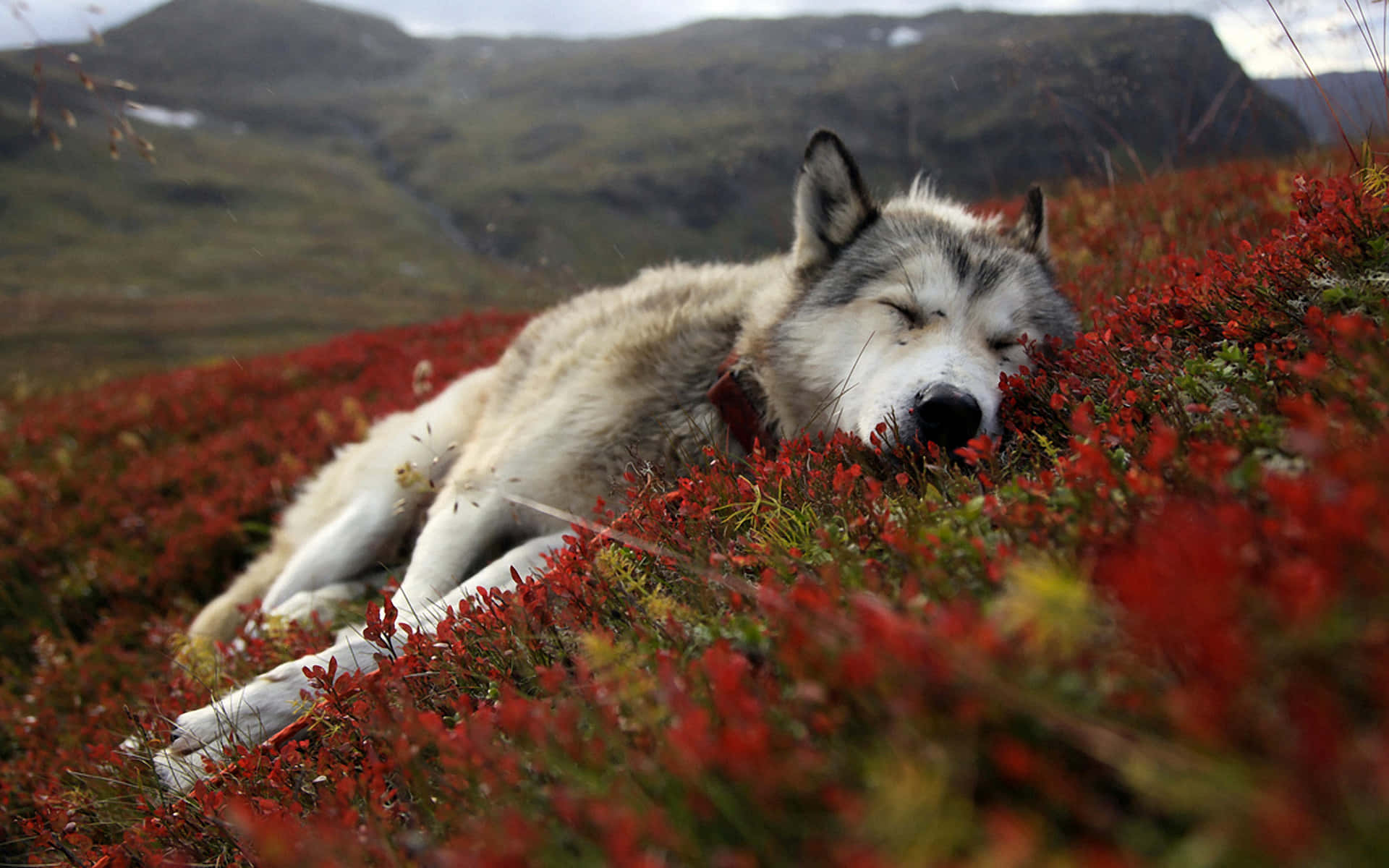 Wolf In Spring Wallpaper