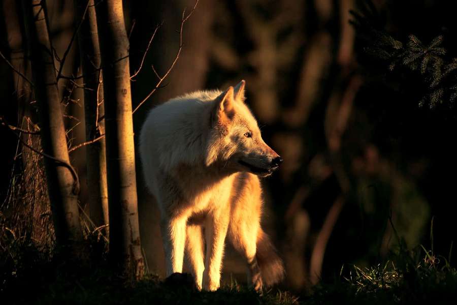 White wolf standing in forest at golden hour with sunlight on fur. — Wolf In Sunset Wallpaper