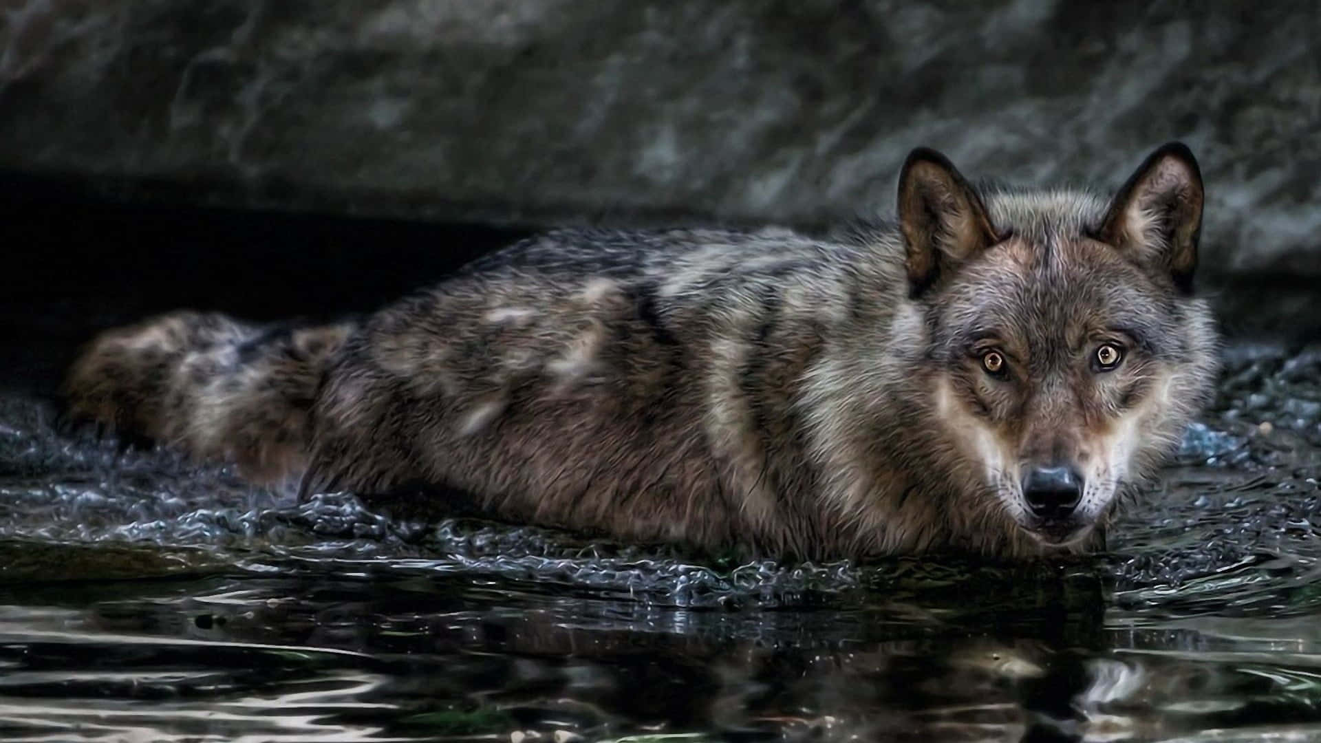 Wolf In Water Wallpaper