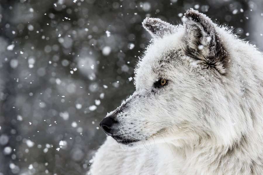 A white wolf in a snowy forest with snowflakes falling around it. — Wolf In Winter Wallpaper