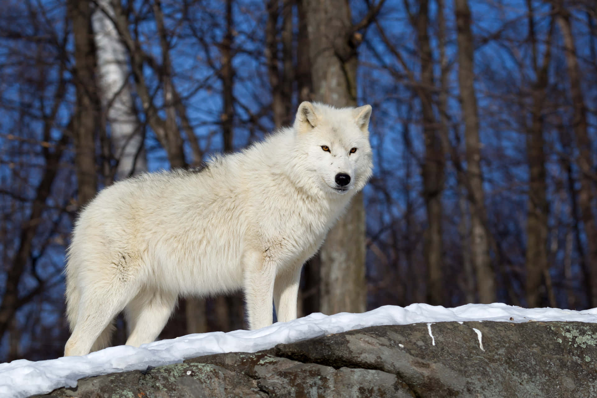 Wolf In Winter Achtergrond