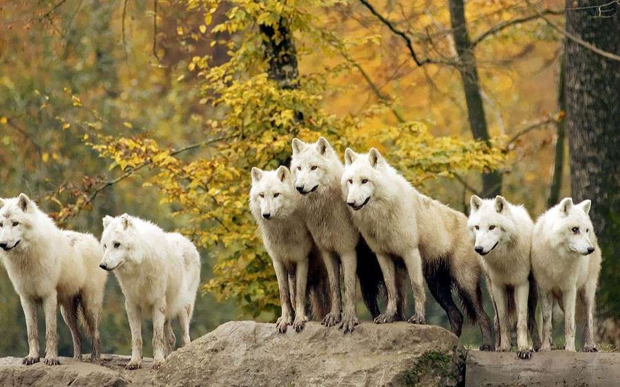 White wolves standing together on a rock in a forest with yellow leaves. — Wolf Pack Background
