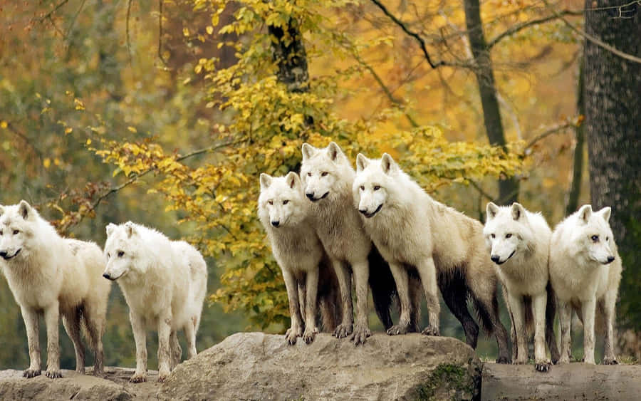 Wolf Pack Background Wallpaper