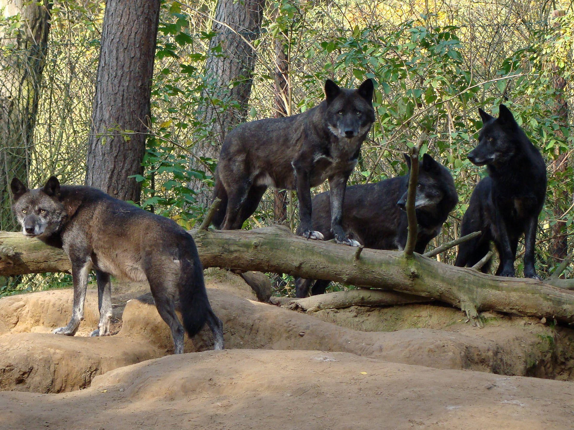 Wolf Pack Bilder