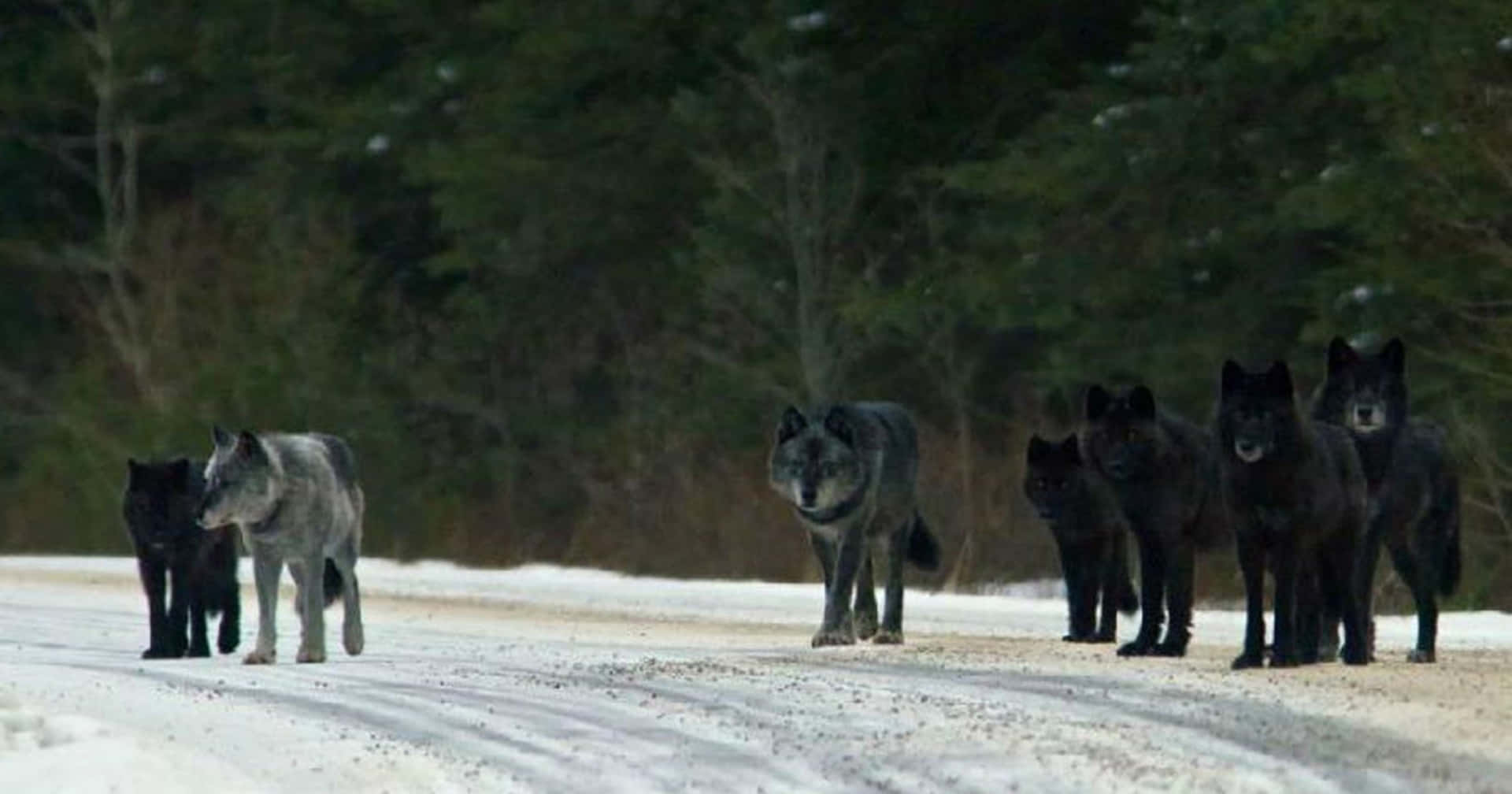 Wolf Pack Achtergrond