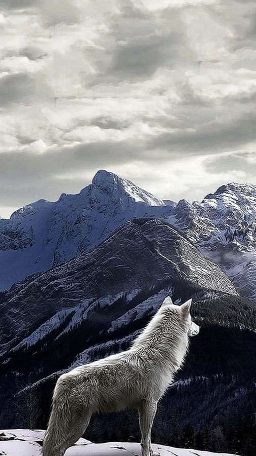 White wolf on snowy mountain peak under cloudy sky — Wolf Phone Wallpaper