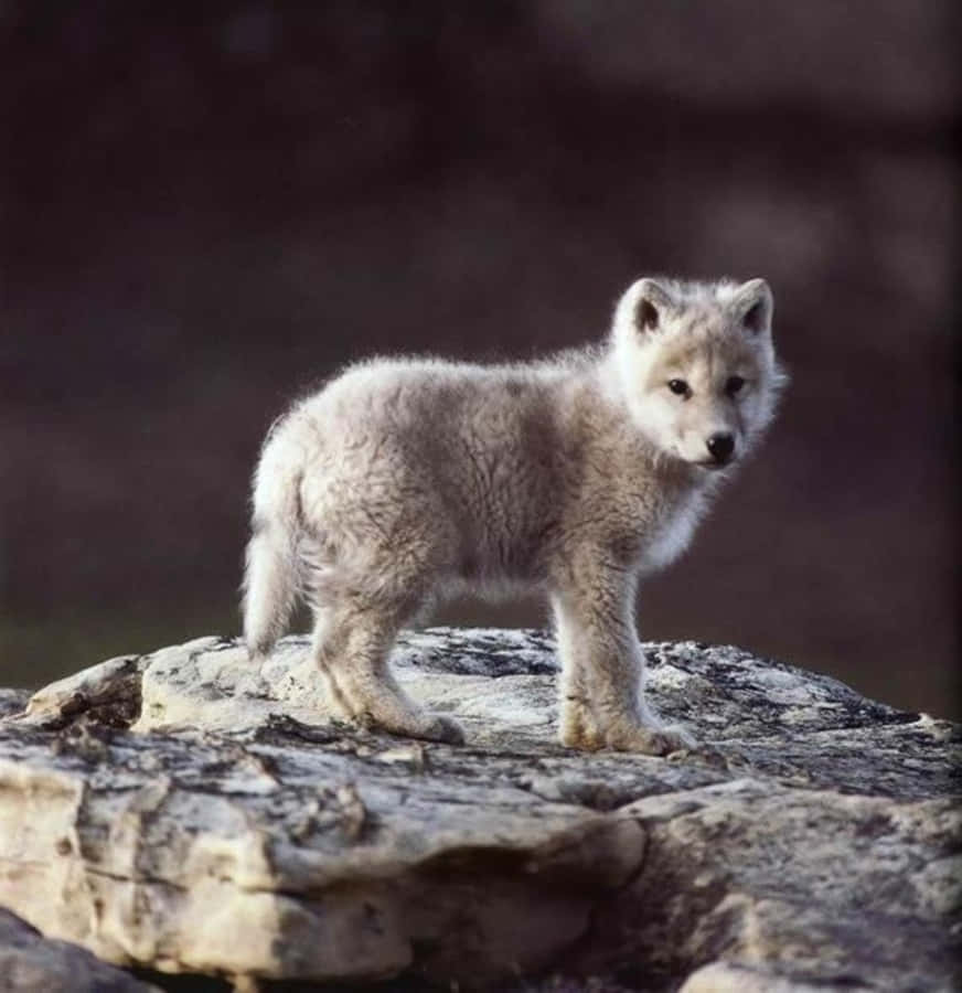 Wolf Pup Achtergrond