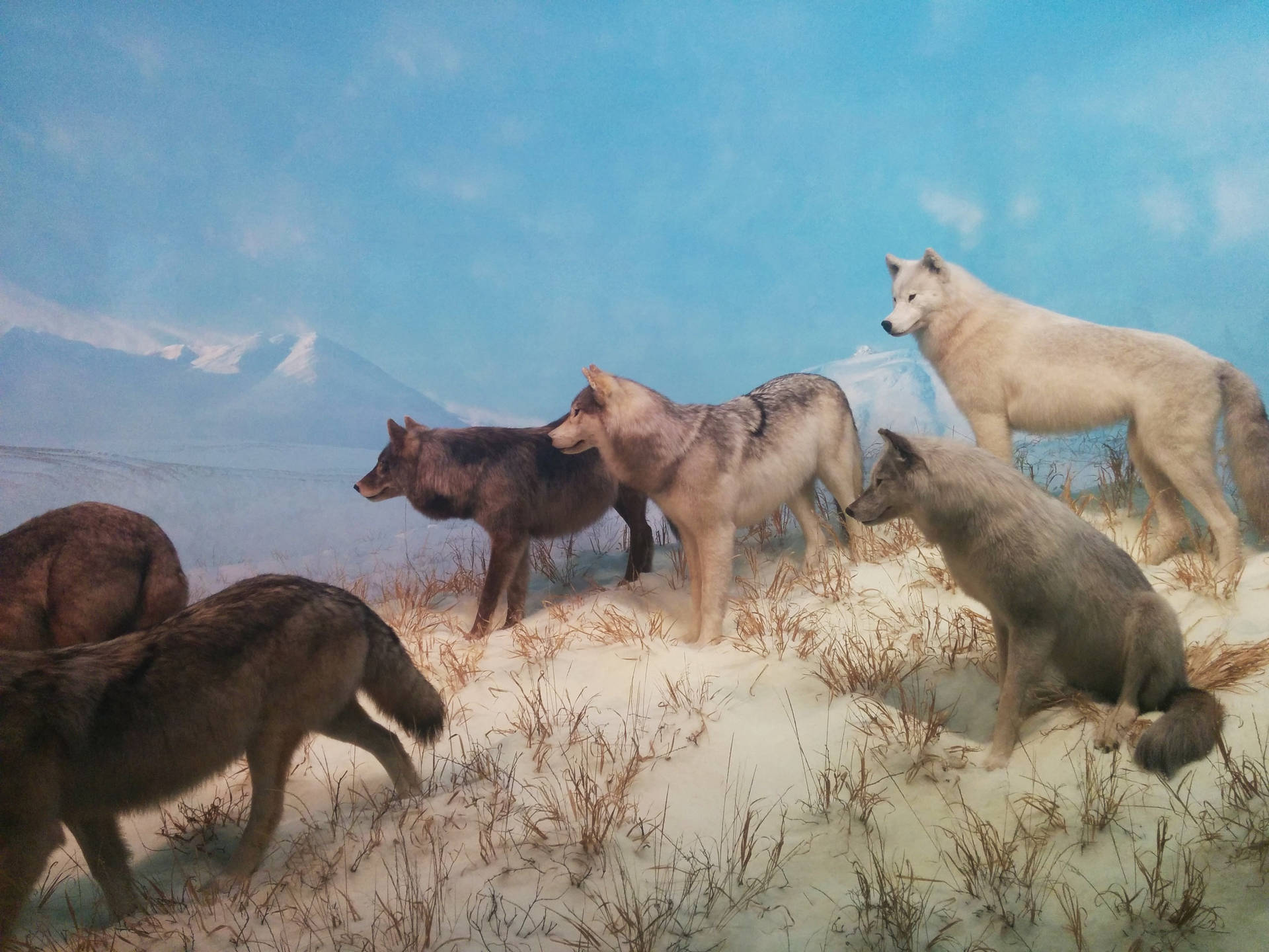 Wolf Rudel Hintergrund
