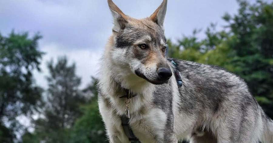Een grijze en witte wolfhond in een bos met bomen en bewolkte lucht. — Wolfdog Achtergronden