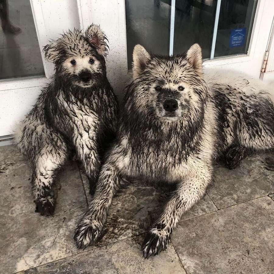 Two muddy dogs sitting on a tiled porch looking at the camera. — Wolfdog Picture