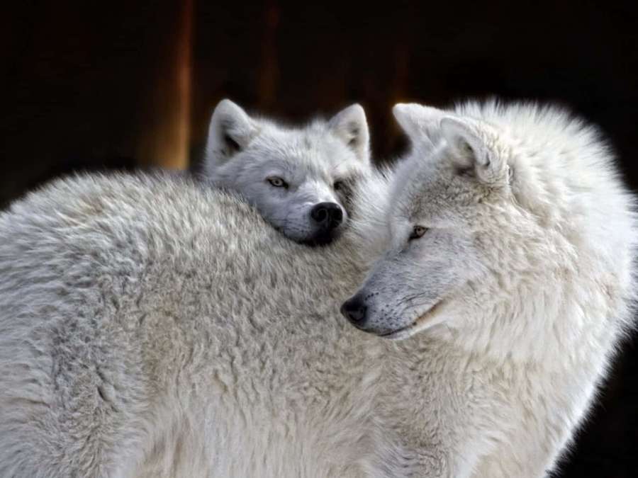 Zwei weiße Wölfe kuscheln in einem zärtlichen Moment — Wölfe Bilder