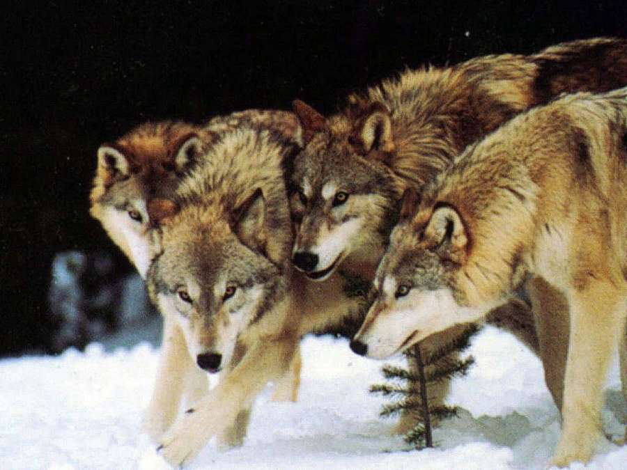 Vier Wölfe stehen im verschneiten Wald bei Nacht — Wolfsrudel Wallpaper