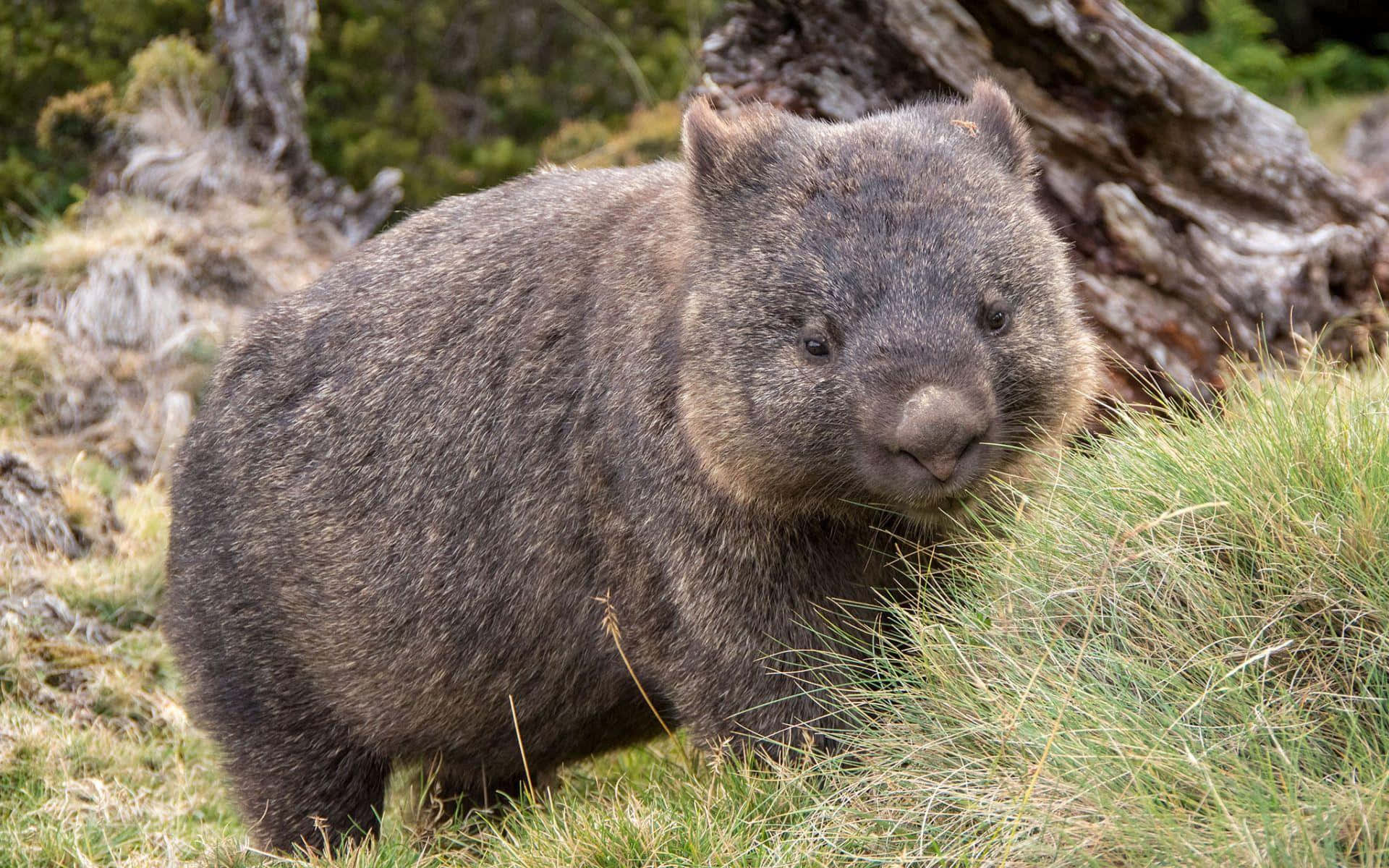 Wombat Achtergrond