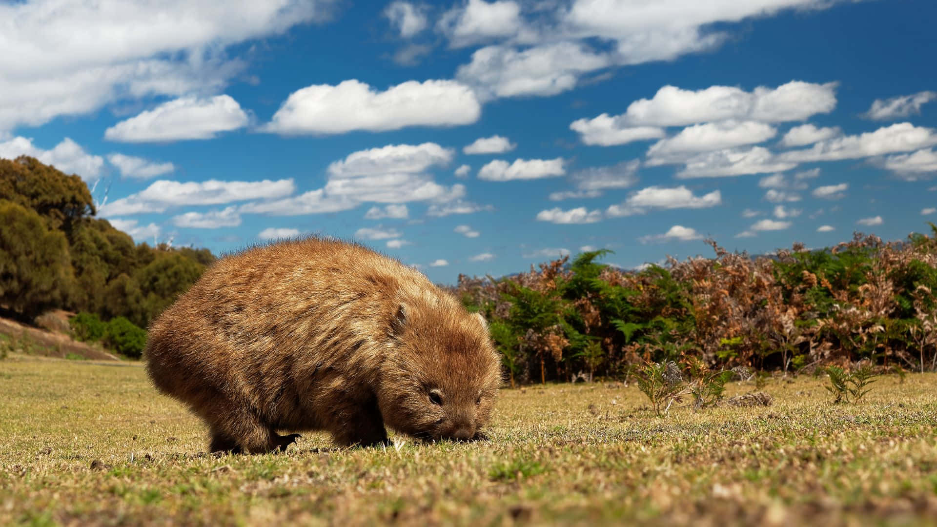 Wombat Wallpaper