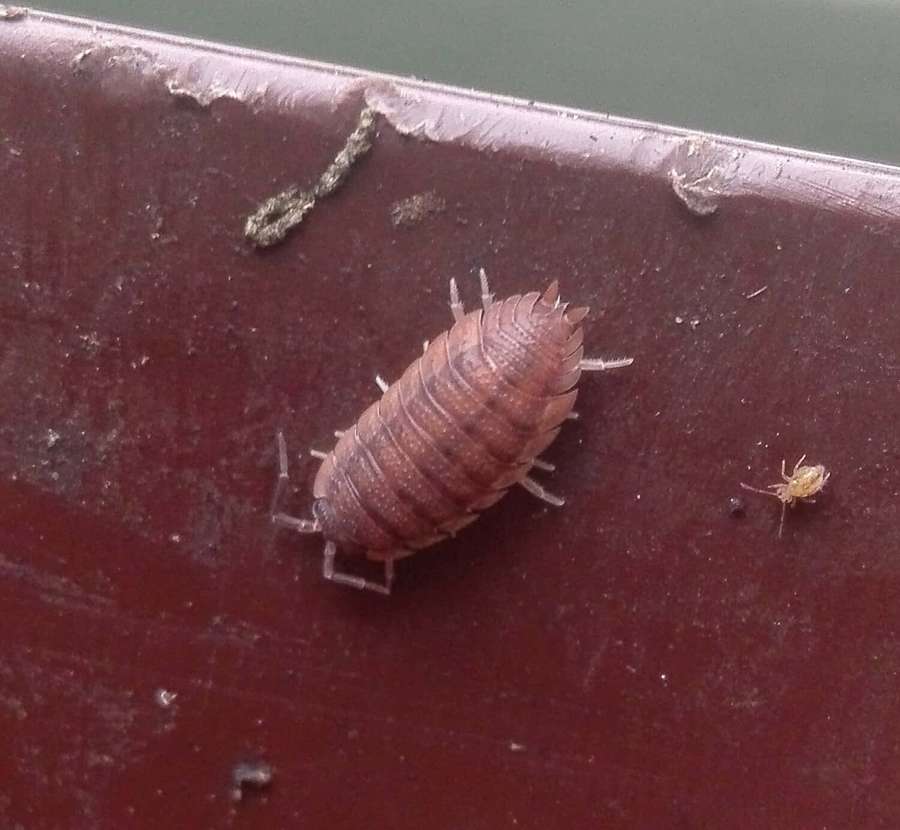 A brown woodlouse on a rusty surface with a tiny insect beside it. — Woodlice Wallpaper