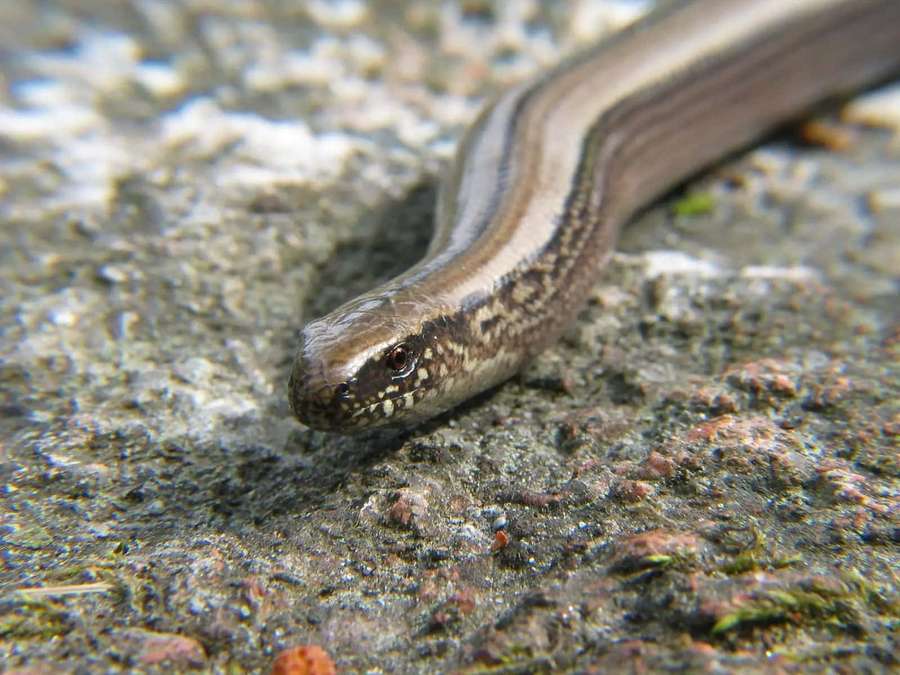 Eine braune Schlange mit gemustertem Kopf auf einer felsigen Oberfläche. — Worm Lizard Wallpaper