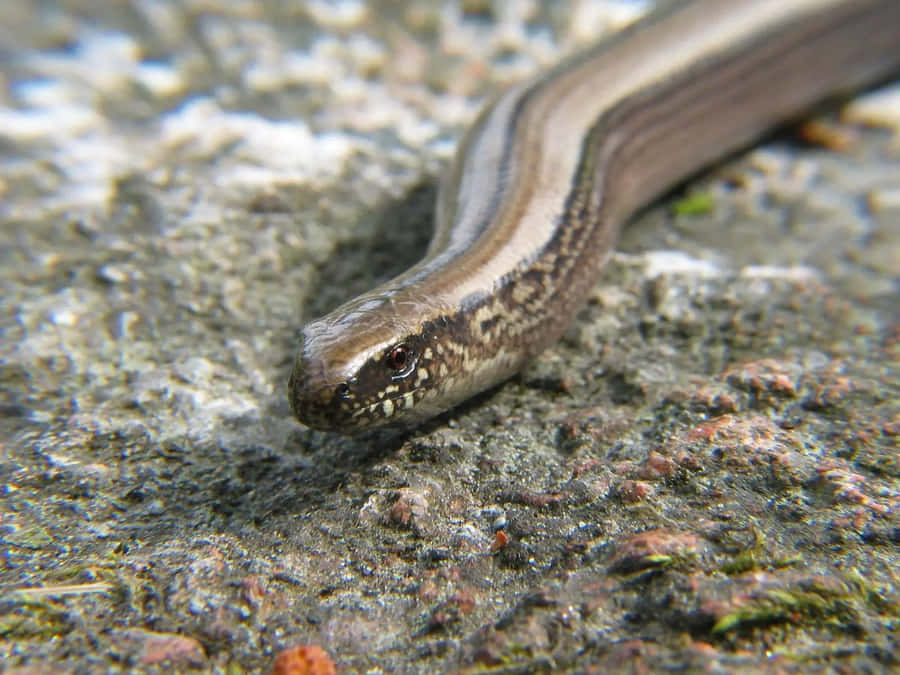 Worm Lizard Wallpaper