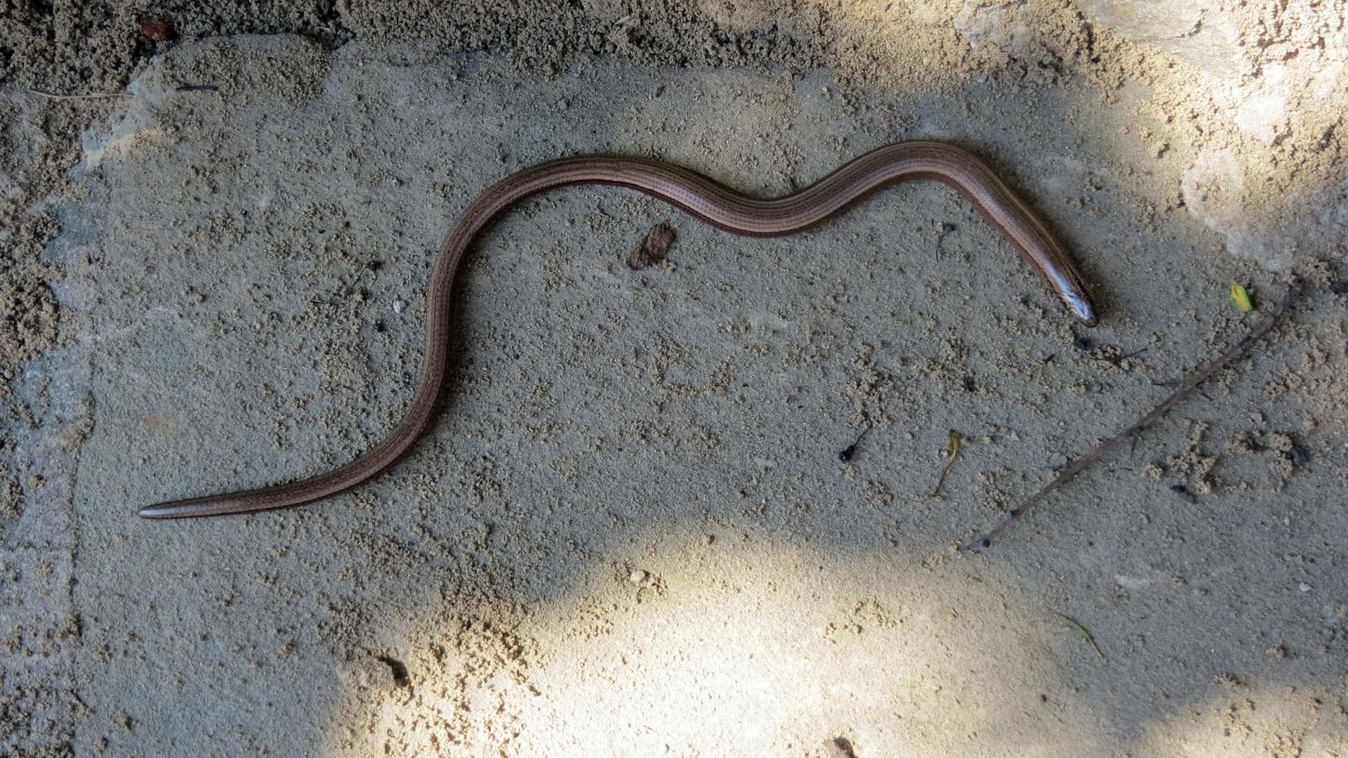 Worm Lizard Taustakuva