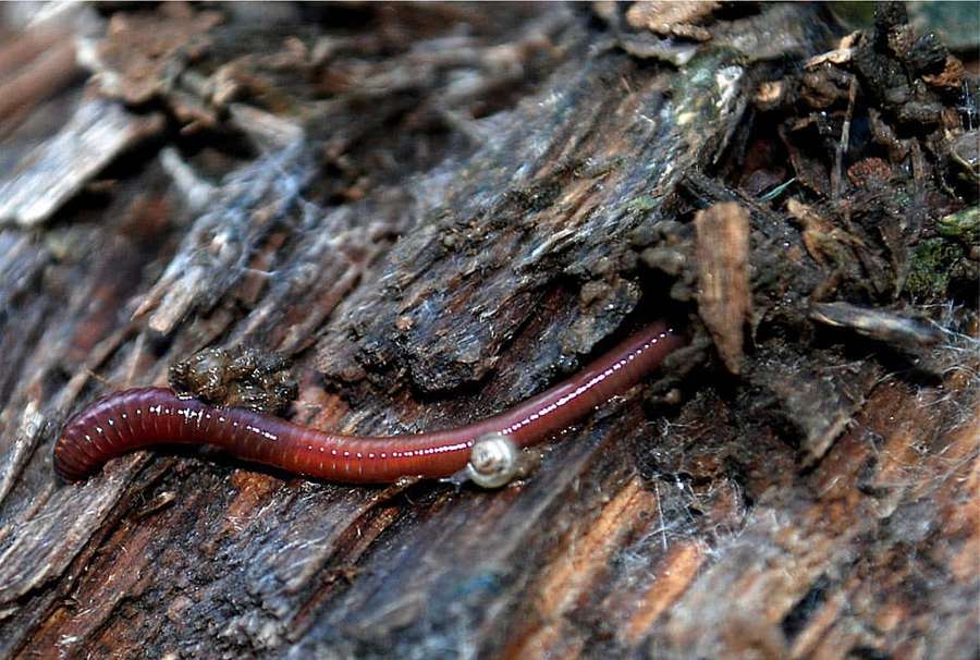 A red worm crawling on decaying wood and moss. — Worm Picture