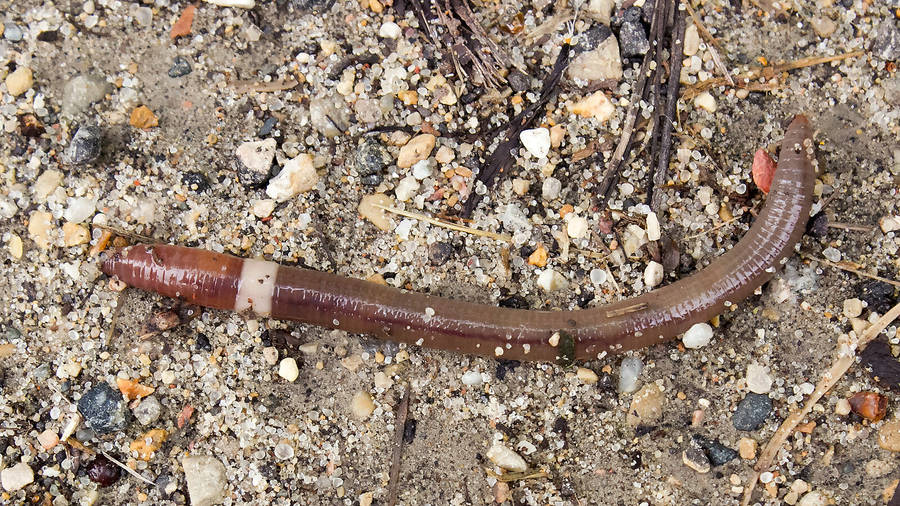 Worm Bakgrunnsbildet