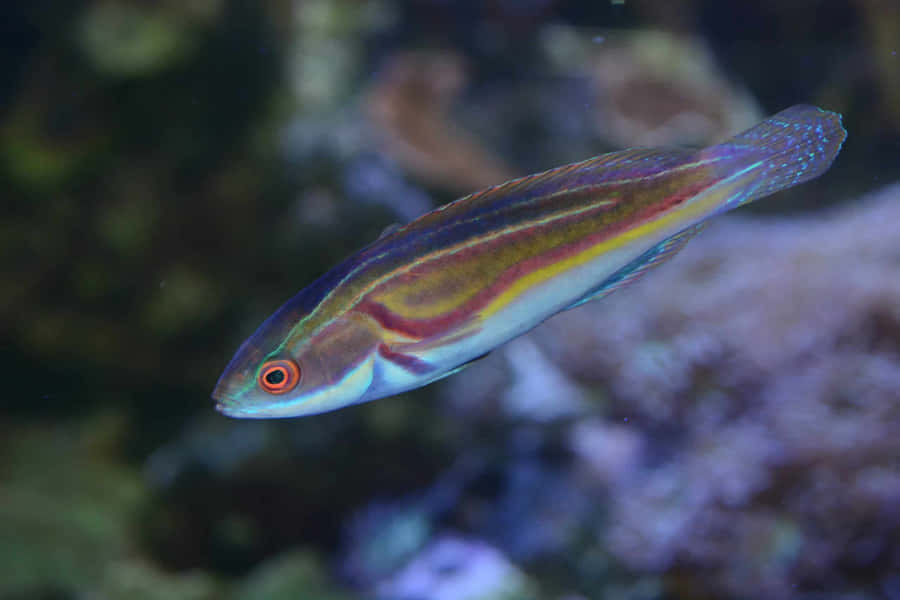 Wrasse Fond d'écran